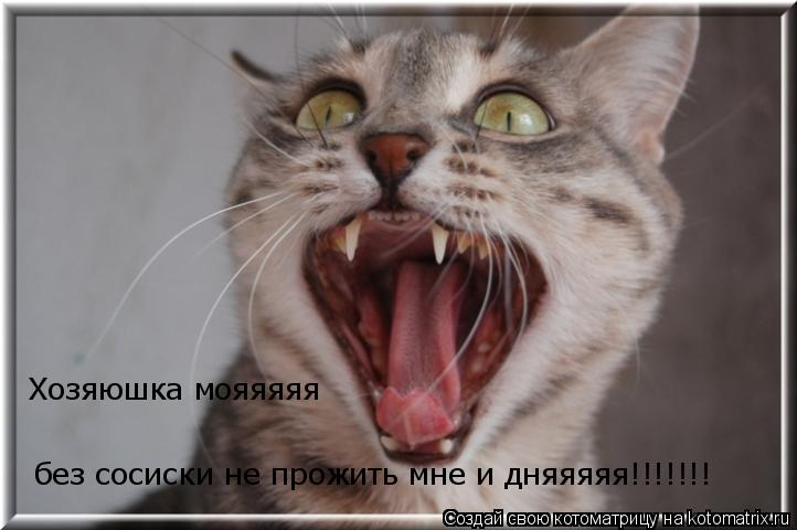 Хозяюшка мояяяяя без сосиски не прожить мне и дняяяяя!!!!!!!... Котоматрица: Хозяюшка мояяяяя без сосиски не прожить мне и дняяяяя!!!!!!!