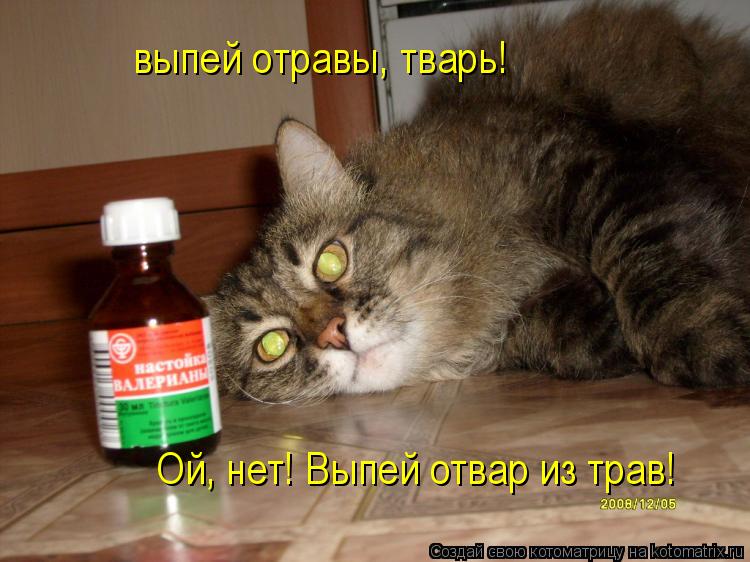 выпей отравы, тварь! Ой, нет! Выпей отвар из трав!... Котоматрица: выпей отравы, тварь! Ой, нет! Выпей отвар из трав!