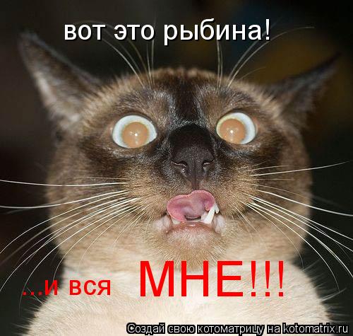 вот это рыбина! ...и вся МНЕ!!!... Котоматрица: вот это рыбина! ...и вся МНЕ!!!