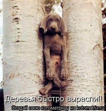 Деревья быстро вырасли!!... Котоматрица: Деревья быстро вырасли!!