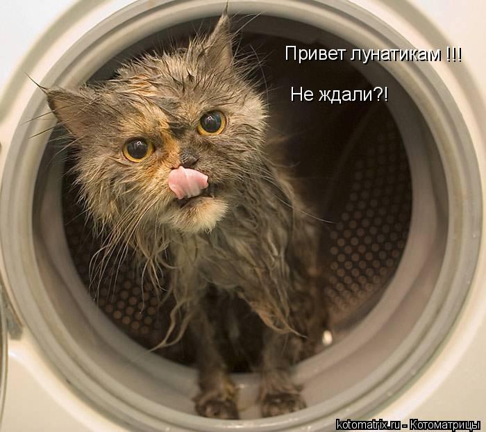 Привет лунатикам !!! Не ждали?!... Котоматрица: Привет лунатикам !!! Не ждали?!