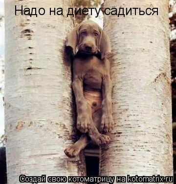 Надо на диету садиться... Котоматрица: Надо на диету садиться