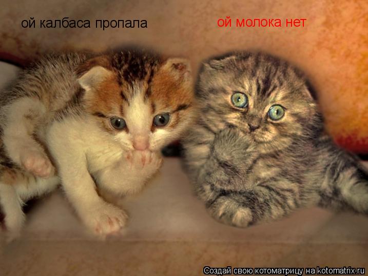 ой калбаса пропала ой молока нет... Котоматрица: ой калбаса пропала ой молока нет