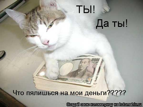 ТЫ! Да ты! Что пялишься на мои деньги?????... Котоматрица: ТЫ! Да ты! Что пялишься на мои деньги?????