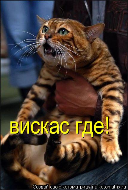 вискас где!... Котоматрица: вискас где!