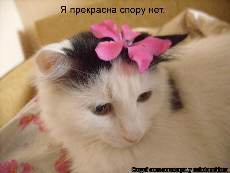 Я прекрасна спору нет.... Котоматрица: Я прекрасна спору нет.