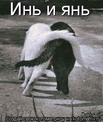Инь и янь... Котоматрица: Инь и янь