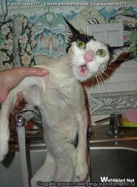 А шооо такоя??? У меня апохмелье,вам что воды жалко???... Котоматрица: А шооо такоя??? У меня апохмелье,вам что воды жалко???