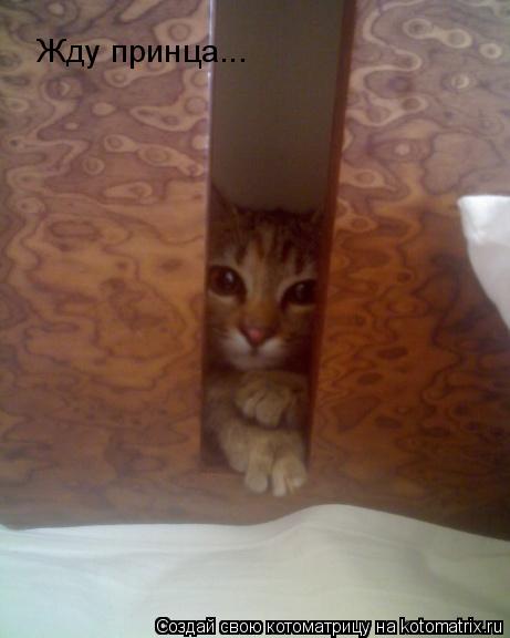 Жду принца...... Котоматрица: Жду принца...