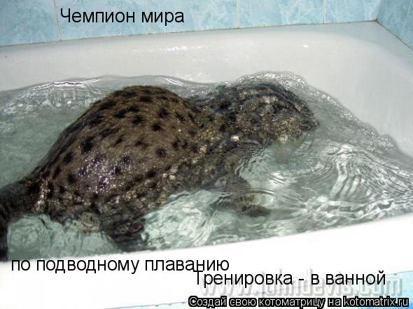 Чемпион мира по подводному плаванию Тренировка - в ванной... Котоматрица: Чемпион мира по подводному плаванию Тренировка - в ванной