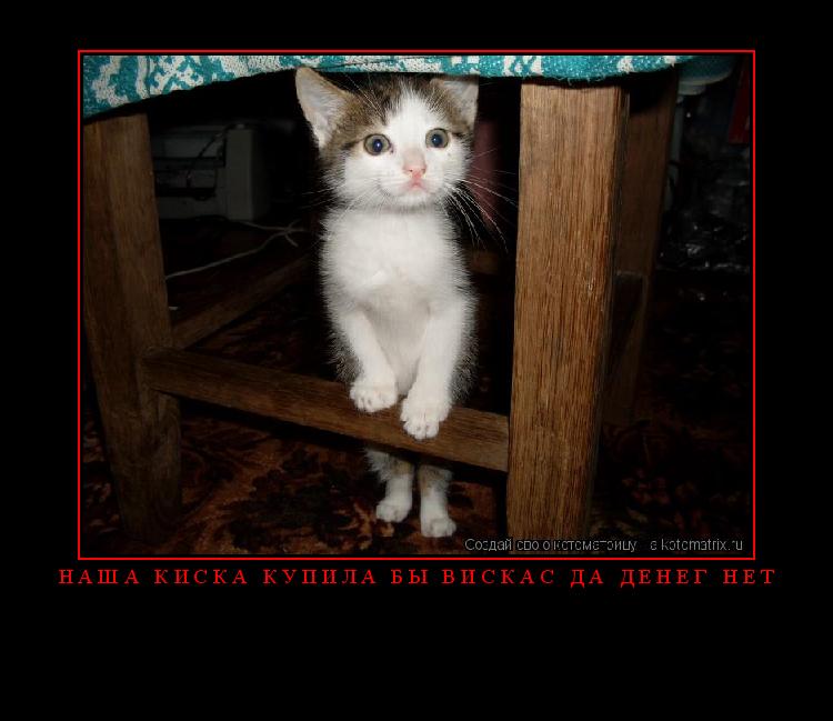 Наша киска купила бы вискас да денег нет ... Котоматрица: Наша киска купила бы вискас да денег нет