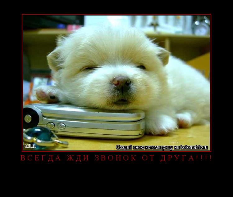 всегда жди звонок от друга!!!! ... Котоматрица: всегда жди звонок от друга!!!!