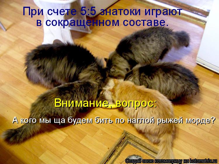 При счете 5:5 знатоки играют в сокращенном составе. Внимание, вопрос: А кого мы ща будем бить по на... Котоматрица: При счете 5:5 знатоки играют в сокращенном составе. Внимание, вопрос: А кого мы ща будем бить по наглой рыжей морде?