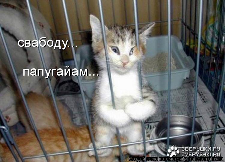 свабоду... папугайам...... Котоматрица: свабоду... папугайам...