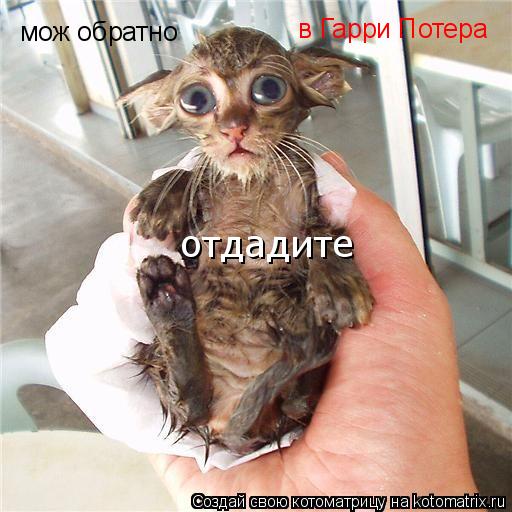 мож обратно в Гарри Потера отдадите... Котоматрица: мож обратно в Гарри Потера отдадите