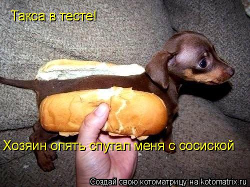 Такса в тесте! Хозяин опять спутал меня с сосиской... Котоматрица: Такса в тесте! Хозяин опять спутал меня с сосиской