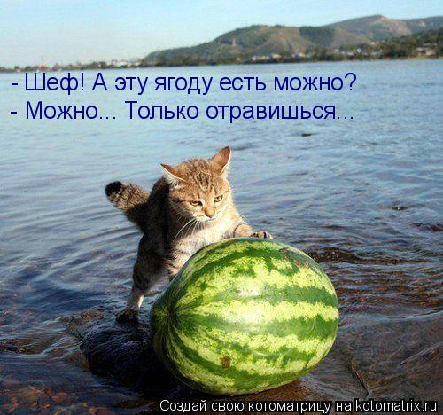 - Шеф! А эту ягоду есть можно? - Можно... Только отравишься...... Котоматрица: - Шеф! А эту ягоду есть можно? - Можно... Только отравишься...