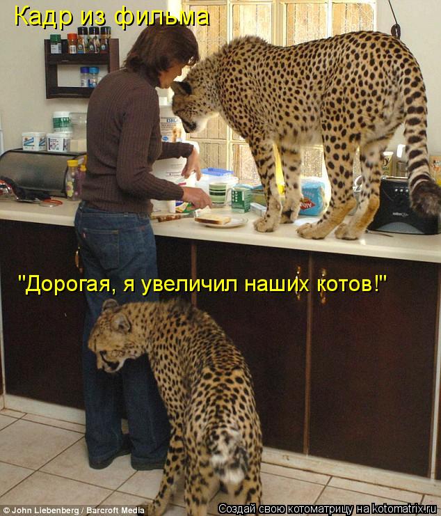 Кадр из фильма "Дорогая, я увеличил наших котов!"... Котоматрица: Кадр из фильма "Дорогая, я увеличил наших котов!"