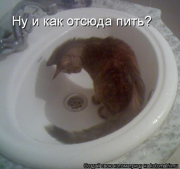 Ну и как отсюда пить?... Котоматрица: Ну и как отсюда пить?