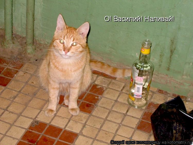 О! Василий! Наливай!... Котоматрица: О! Василий! Наливай!