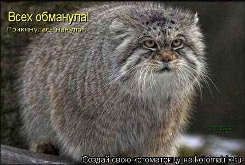 Это сова Всех обманула! Прикинулась манулом... Котоматрица: Это сова Всех обманула! Прикинулась манулом