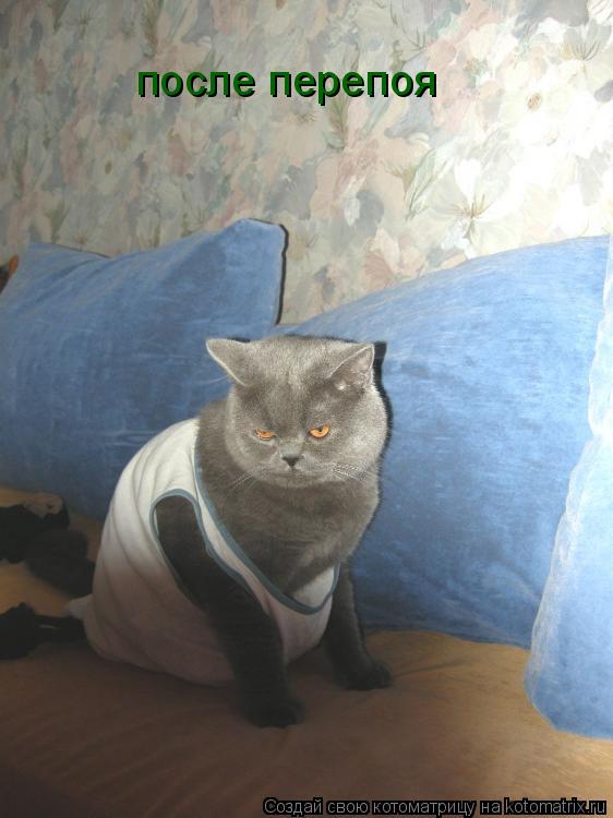 после перепоя... Котоматрица: после перепоя