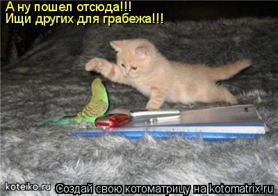 А ну пошел отсюда!!! Ищи других для грабежа!!!... Котоматрица: А ну пошел отсюда!!! Ищи других для грабежа!!!