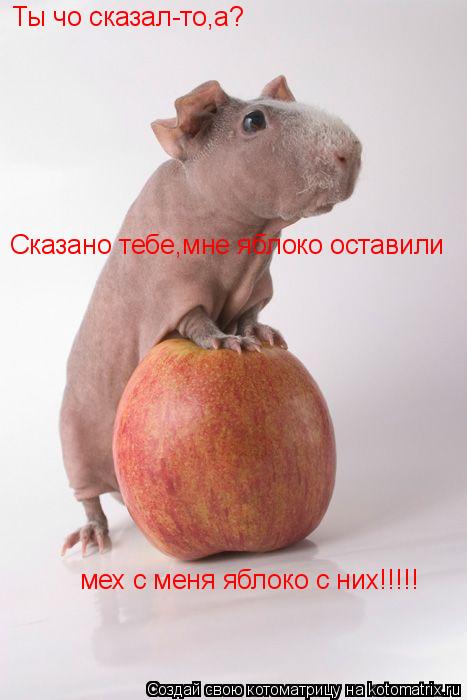 Ты чо сказал-то,а? Сказано тебе,мне яблоко оставили мех с меня яблоко с них!!!!!... Котоматрица: Ты чо сказал-то,а? Сказано тебе,мне яблоко оставили мех с меня яблоко с них!!!!!