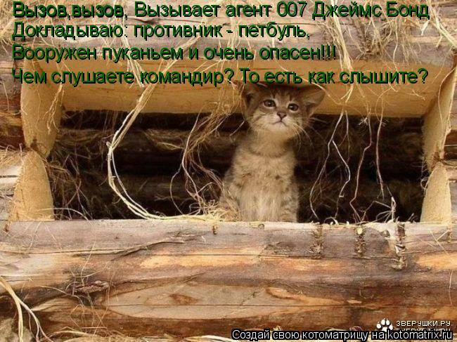 Вызов,вызов, Вызов,вызов. Вызывает агент 007 Джеймс Бонд Докладываю: противник - петбуль, Вооружен пу... Котоматрица: Вызов,вызов, Вызов,вызов. Вызывает агент 007 Джеймс Бонд Докладываю: противник - петбуль, Вооружен пуканьем и очень опасен!!! Чем слушаете кома