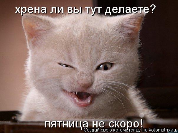 хрена ли вы тут делаете? пятница не скоро!... Котоматрица: хрена ли вы тут делаете? пятница не скоро!