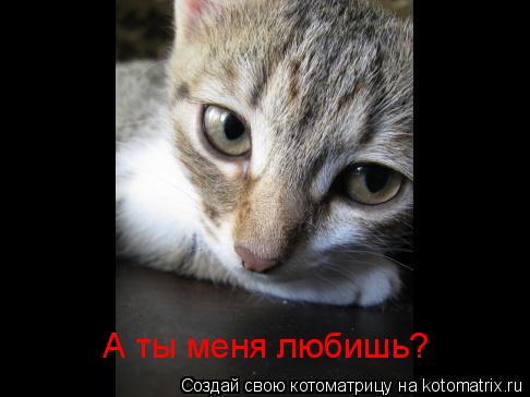 А ты меня любишь?... Котоматрица: А ты меня любишь?