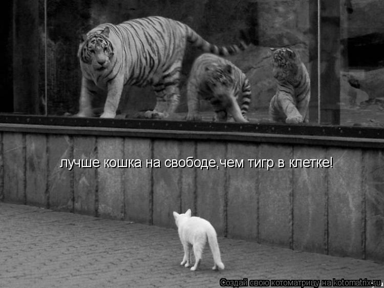 лучше кошка на свободе,чем тигр в клетке!... Котоматрица: лучше кошка на свободе,чем тигр в клетке!
