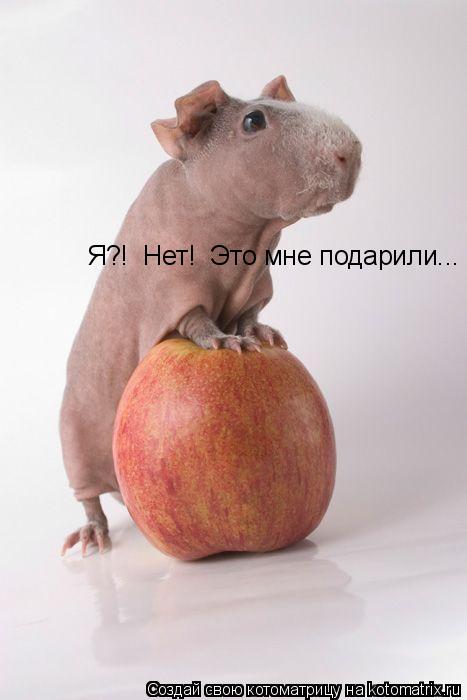 Я?! Нет! Это мне подарили...... Котоматрица: Я?! Нет! Это мне подарили...