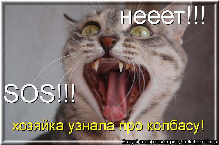 Котоматрица: нееет!!! SOS!!! хозяйка узнала про колбасу!