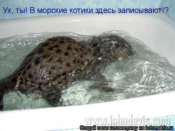 Ух, ты! В морские котики здесь записывают!?... Котоматрица: Ух, ты! В морские котики здесь записывают!?