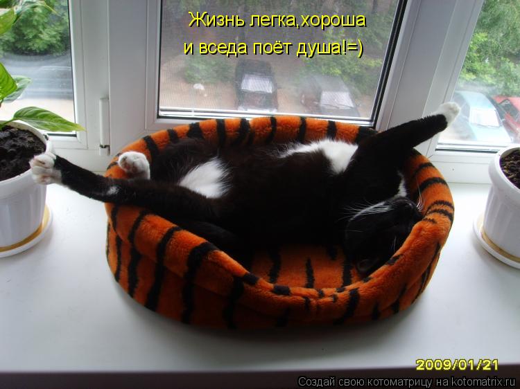 Жизнь легка,хороша и вседа поёт душа!=)... Котоматрица: Жизнь легка,хороша и вседа поёт душа!=)