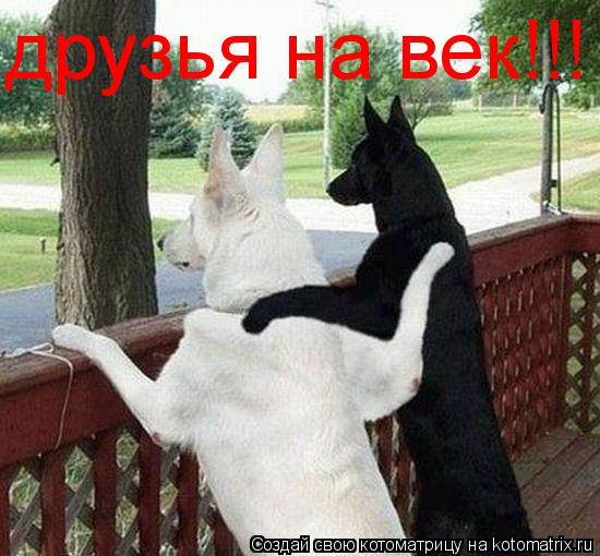 друзья на век!!!... Котоматрица: друзья на век!!!