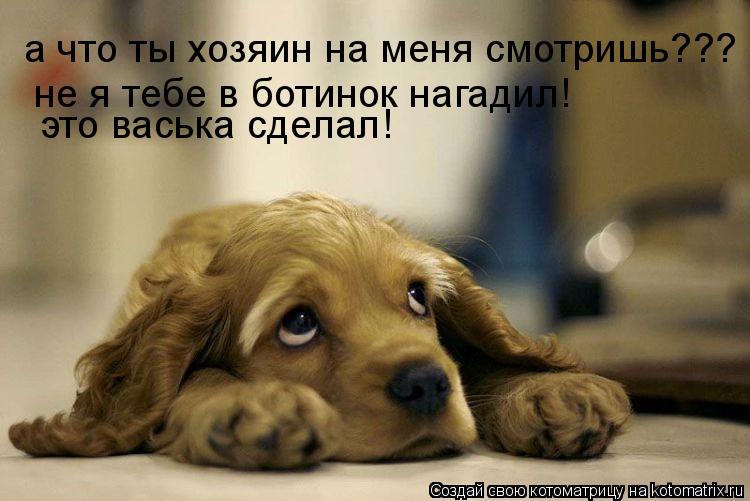 а что ты хозяин на меня смотришь??? не я тебе в ботинок нагадил! это васька сделал!... Котоматрица: а что ты хозяин на меня смотришь??? не я тебе в ботинок нагадил! это васька сделал!