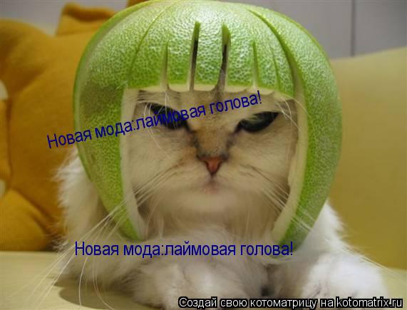 Котоматрица: Новая мода:лаймовая голова! Новая мода:лаймовая голова!