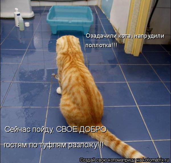 Озадачили кота, напрудили поллотка!!! Сейчас пойду, СВОЕ ДОБРО гостям по туфлям разложу!!!... Котоматрица: Озадачили кота, напрудили поллотка!!! Сейчас пойду, СВОЕ ДОБРО гостям по туфлям разложу!!!