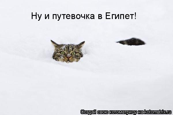 Ну и путевочка в Египет!... Котоматрица: Ну и путевочка в Египет!