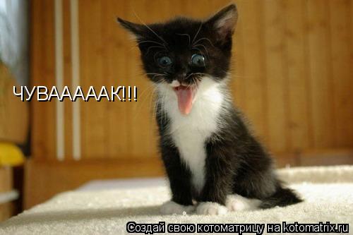ЧУВАААААК!!!... Котоматрица: ЧУВАААААК!!!