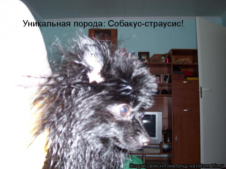 Уникальная порода: Собакус-страусис!... Котоматрица: Уникальная порода: Собакус-страусис!