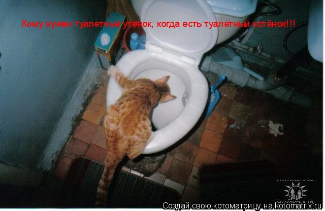 Кому нужен туалетный утёнок, когда есть туалетный котёнок!!!... Котоматрица: Кому нужен туалетный утёнок, когда есть туалетный котёнок!!!