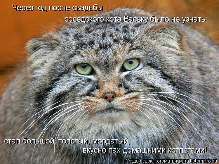 Через год после свадьбы соседского кота Ваську было не узнать: вкусно пах домашними котлетами! стал ... Котоматрица: Через год после свадьбы соседского кота Ваську было не узнать: вкусно пах домашними котлетами! стал большой, толстый, мордатый,