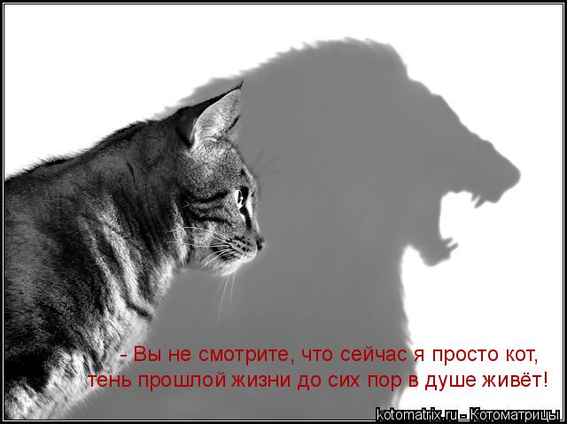 - Вы не смотрите, что сейчас я просто кот, тень прошлой жизни до сих пор в душе живёт!... Котоматрица: - Вы не смотрите, что сейчас я просто кот, тень прошлой жизни до сих пор в душе живёт!
