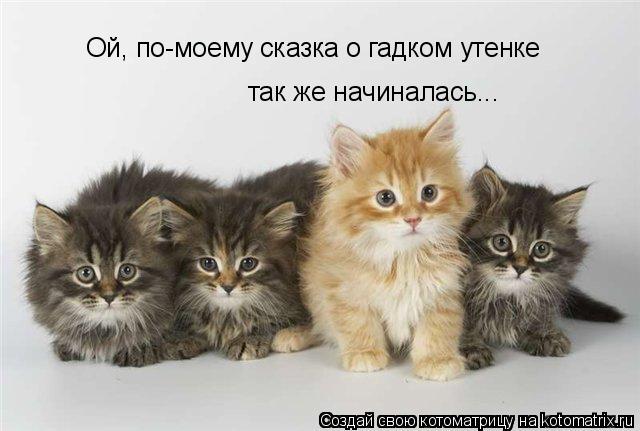 Котоматрица: Ой, по-моему сказка о гадком утенке так же начиналась...