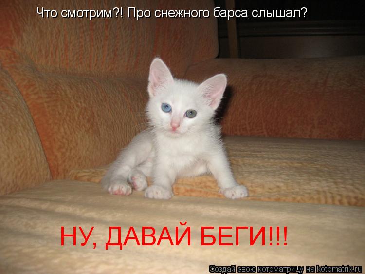 Котоматрица: Что смотрим?! Про снежного барса слышал? НУ, ДАВАЙ БЕГИ!!!
