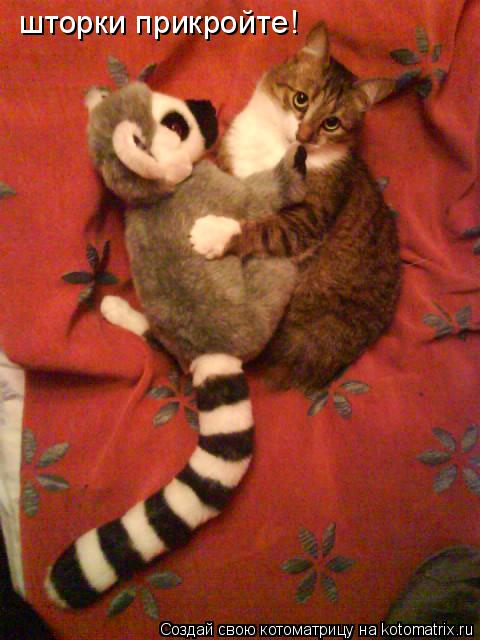 Котоматрица: шторки прикройте!