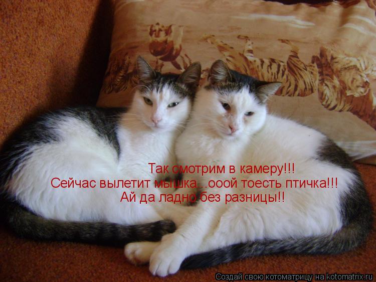 Котоматрица: Так смотрим в камеру!!! Сейчас вылетит мышка...ооой тоесть птичка!!! Ай да ладно без разницы!!